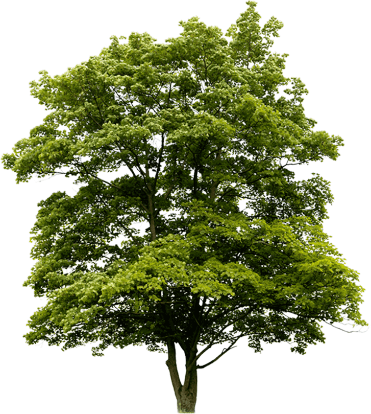 treee (1) (2)